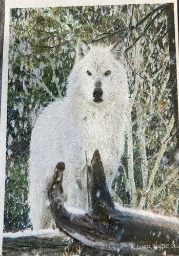 White wolf christmas - white,
