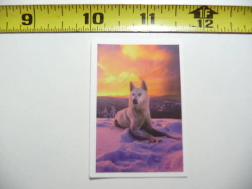 White wolf snow - white, small