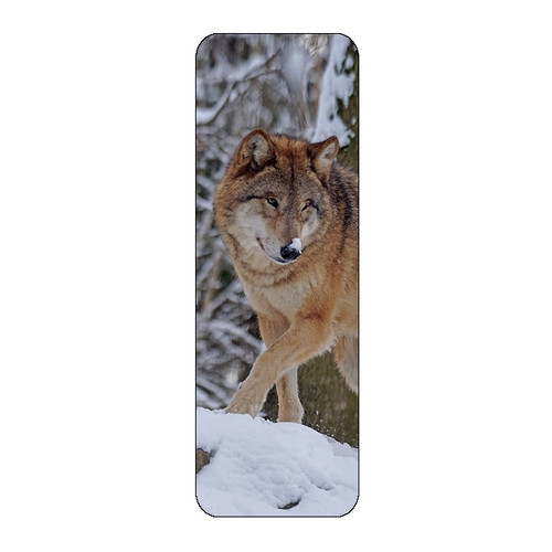 Wolf animal snow lovely - wolf,